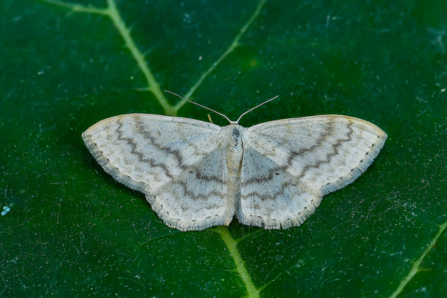 Scopula floslactata - tejfehér sávosaraszoló