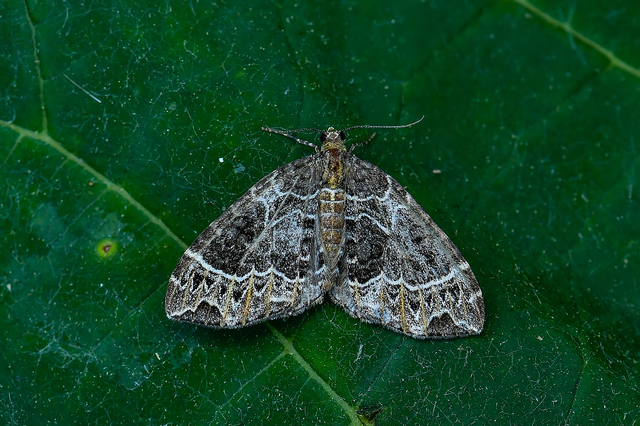 Ecliptopera silaceata - barna tarkaaraszoló