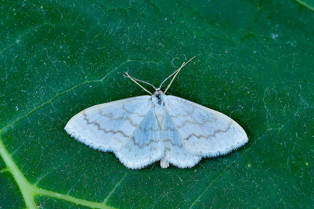 Scopula floslactata - tejfehér sávosaraszoló