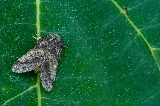 Gluphisia crenata - kormos púposszövő