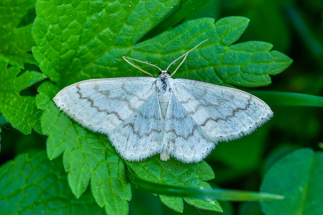 Scopula floslactata - tejfehér sávosaraszoló