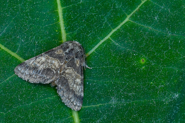 Gluphisia crenata - kormos púposszövő