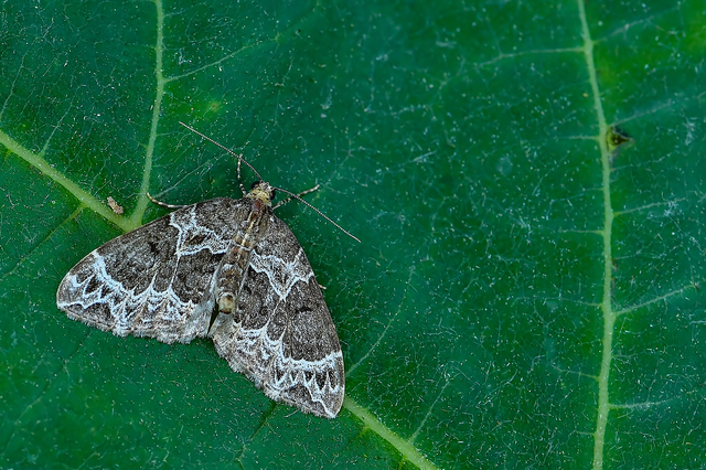 Ecliptopera silaceata - barna tarkaaraszoló