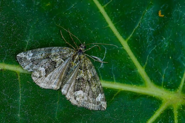 Chloroclysta siterata - salátazöld araszoló
