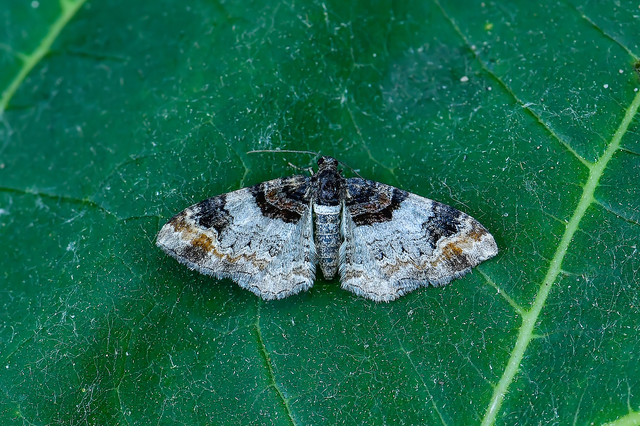 Catarhoe cuculata - csuklyás tarkaaraszoló