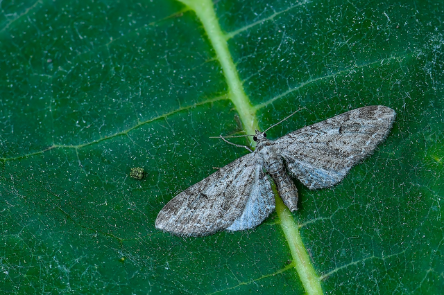 Eupithecia ochridata - mezeiüröm-törpearaszoló