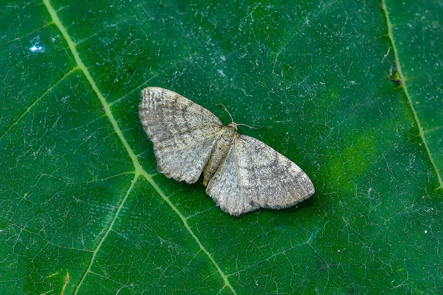 Euchoeca nebulata - barnás égeraraszoló