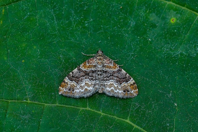 Xanthorhoe spadicearia - sávos tarkaaraszoló