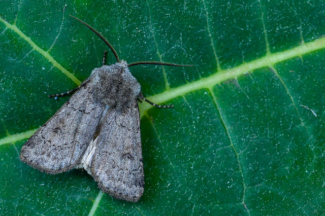 Agrotis cinerea - szürkés földibagoly