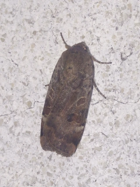 Noctua interposita - köztes sárgafűbagoly