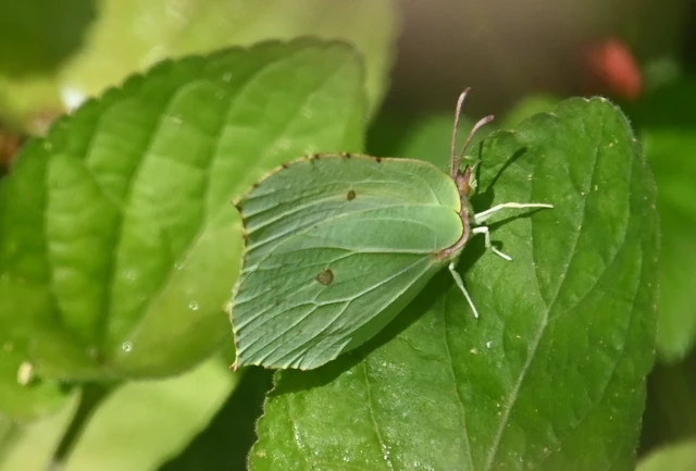 Gonepteryx rhamni - citromlepke