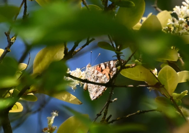 Vanessa cardui - bogáncslepke