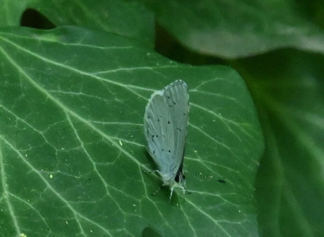 Celastrina argiolus - bengeboglárka