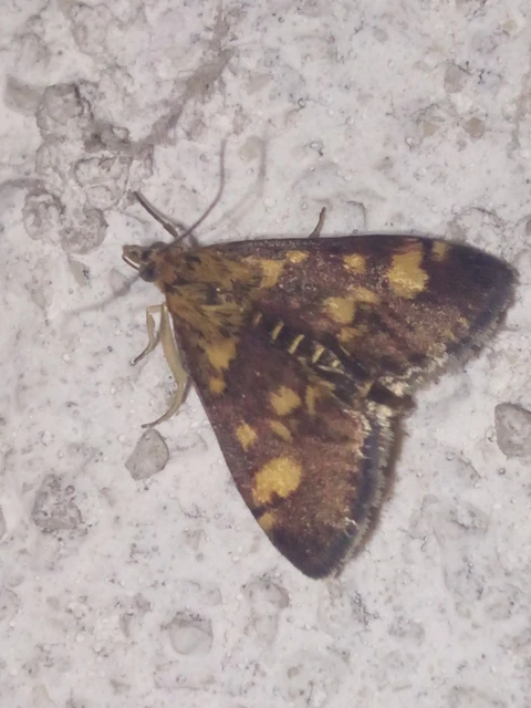 Pyrausta aurata - aranyló bíbormoly