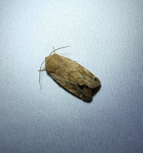 Cosmia affinis - barna lombbagoly