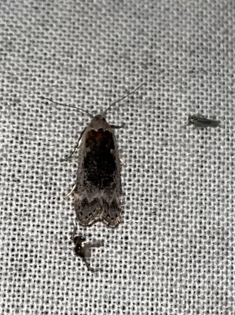 Anacampsis blattariella/populella