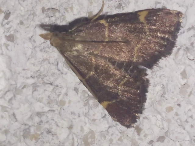 Hypsopygia rubidalis - vörös fényilonca