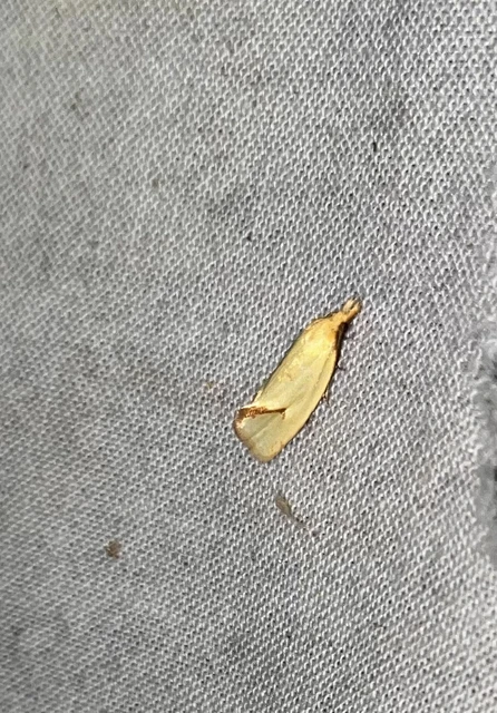 Agapeta hamana - közönséges sárgamoly