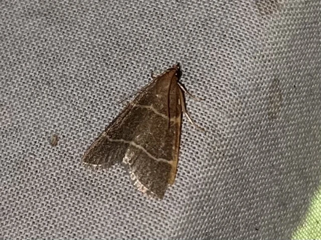 Hypsopygia glaucinalis - rezes fényilonca