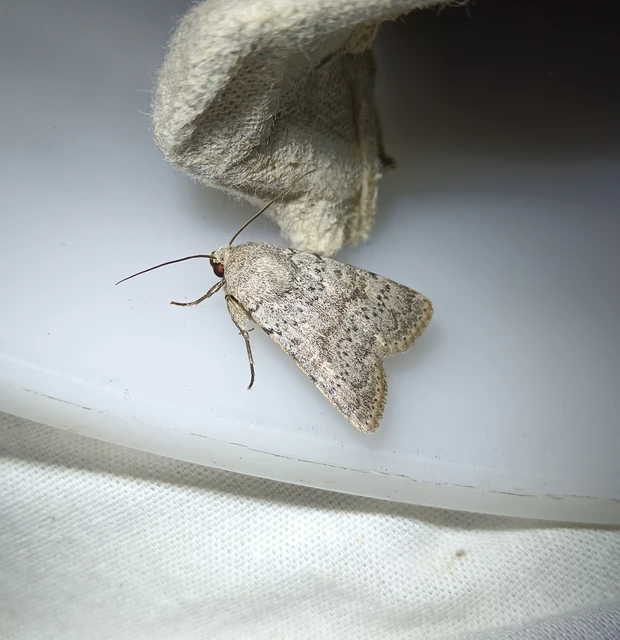Hoplodrina respersa - bogáncs-selymesbagoly