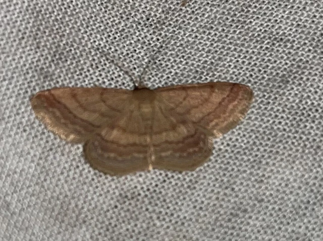 Scopula rubiginata - réti pirosaraszoló