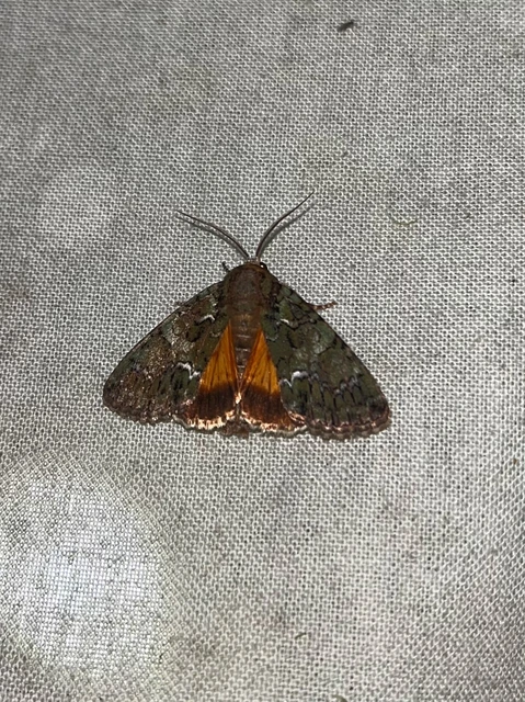 Polyphaenis sericata - selyemfényű erdeibagoly
