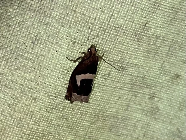 Epiblema foenella - kampósfoltú tükrösmoly