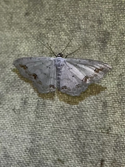 Scopula ornata - díszes fehéraraszoló