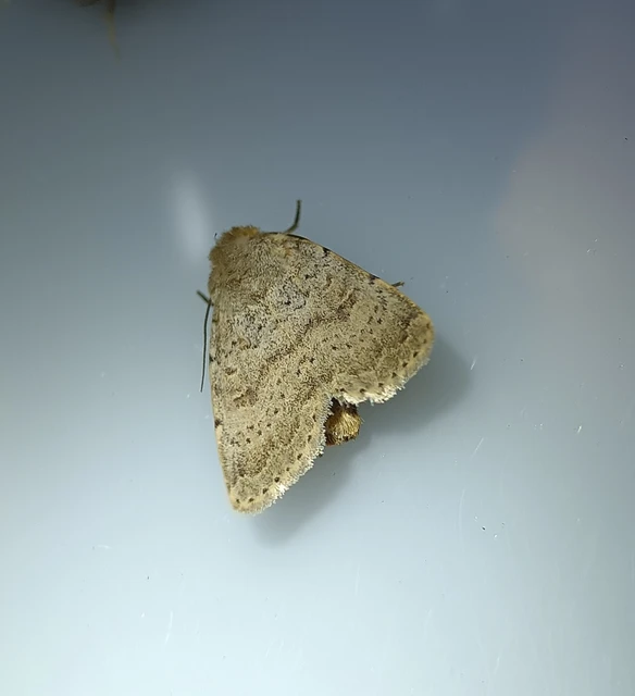 Hoplodrina respersa - bogáncs-selymesbagoly