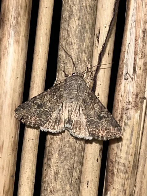 Hadula trifolii - lóherebagoly