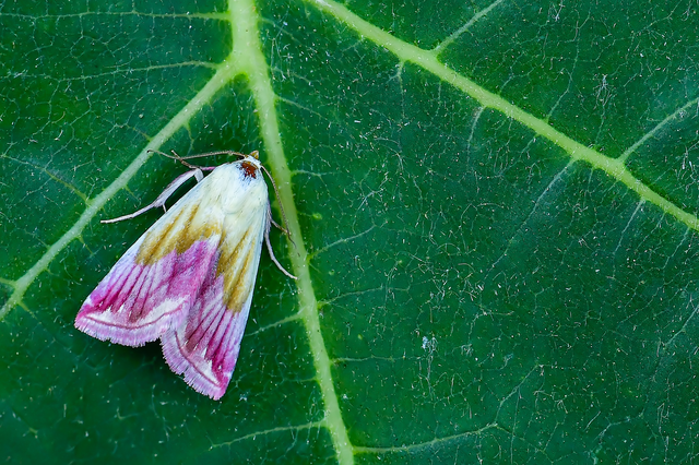 Eublemma purpurina - bíboros törpebagoly
