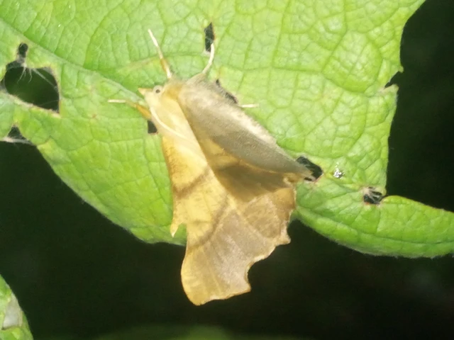 Ennomos fuscantaria - kőris-levélaraszoló