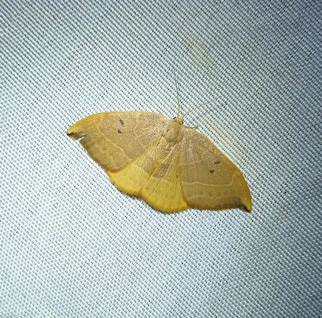Watsonalla binaria - tölgyfa-sarlósszövő