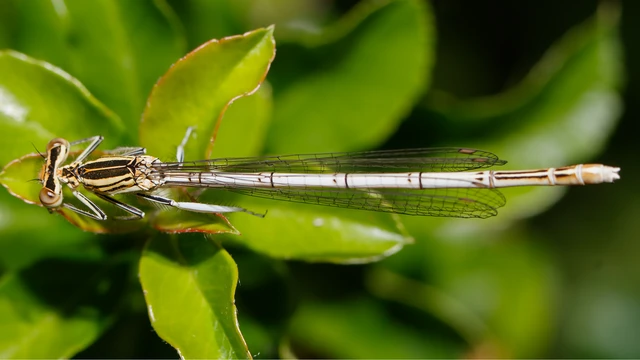 Platycnemis pennipes - széleslábú szitakötő