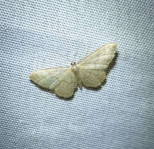 Idaea dilutaria - napvirág-apróaraszoló