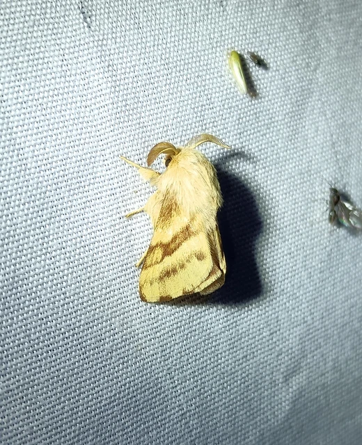 Malacosoma castrensis - kutyatejszövő