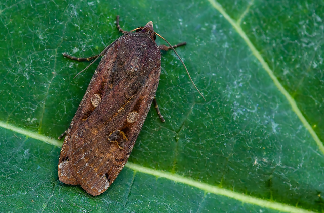 Noctua pronuba - nagy sárgafűbagoly