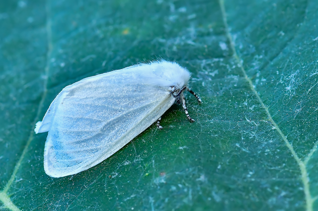 Leucoma salicis - fűzfaszövő