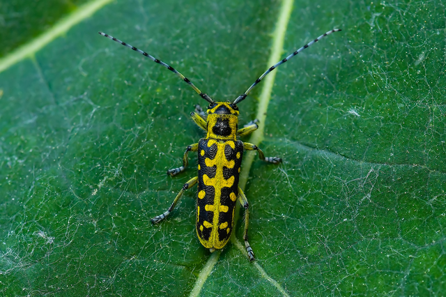 Saperda scalaris - létracincér