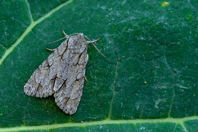 Acronicta cuspis/tridens/psi