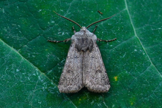 Agrotis cinerea - szürkés földibagoly