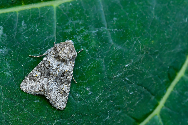 Hecatera dysodea - parajbagoly