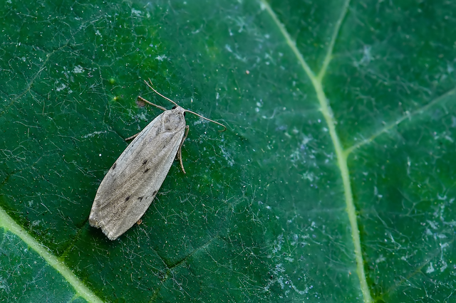 Pelosia muscerda - hamvas zuzmószövő
