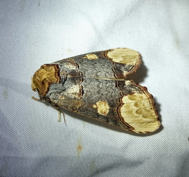 Phalera bucephaloides - magyar púposszövő