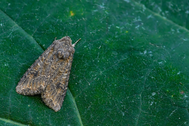 Hadula trifolii - lóherebagoly