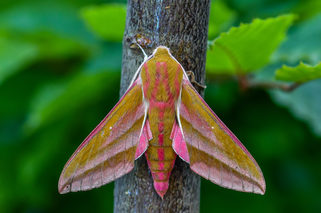 Deilephila elpenor - szőlőszender