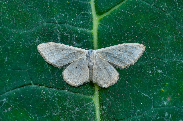 Idaea straminata - szalmasárga sávosaraszoló