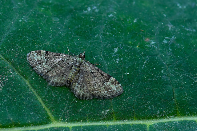 Pasiphila rectangulata - almavirág-araszoló