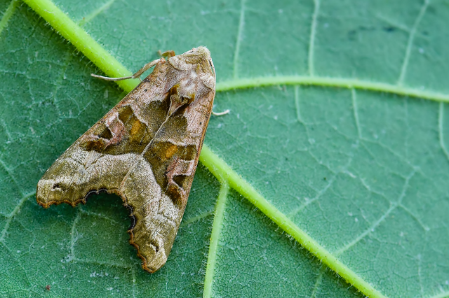 Phlogophora meticulosa - vándorló csipkésbagoly