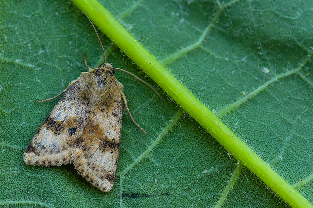 Heliothis viriplaca - mácsonyabagoly